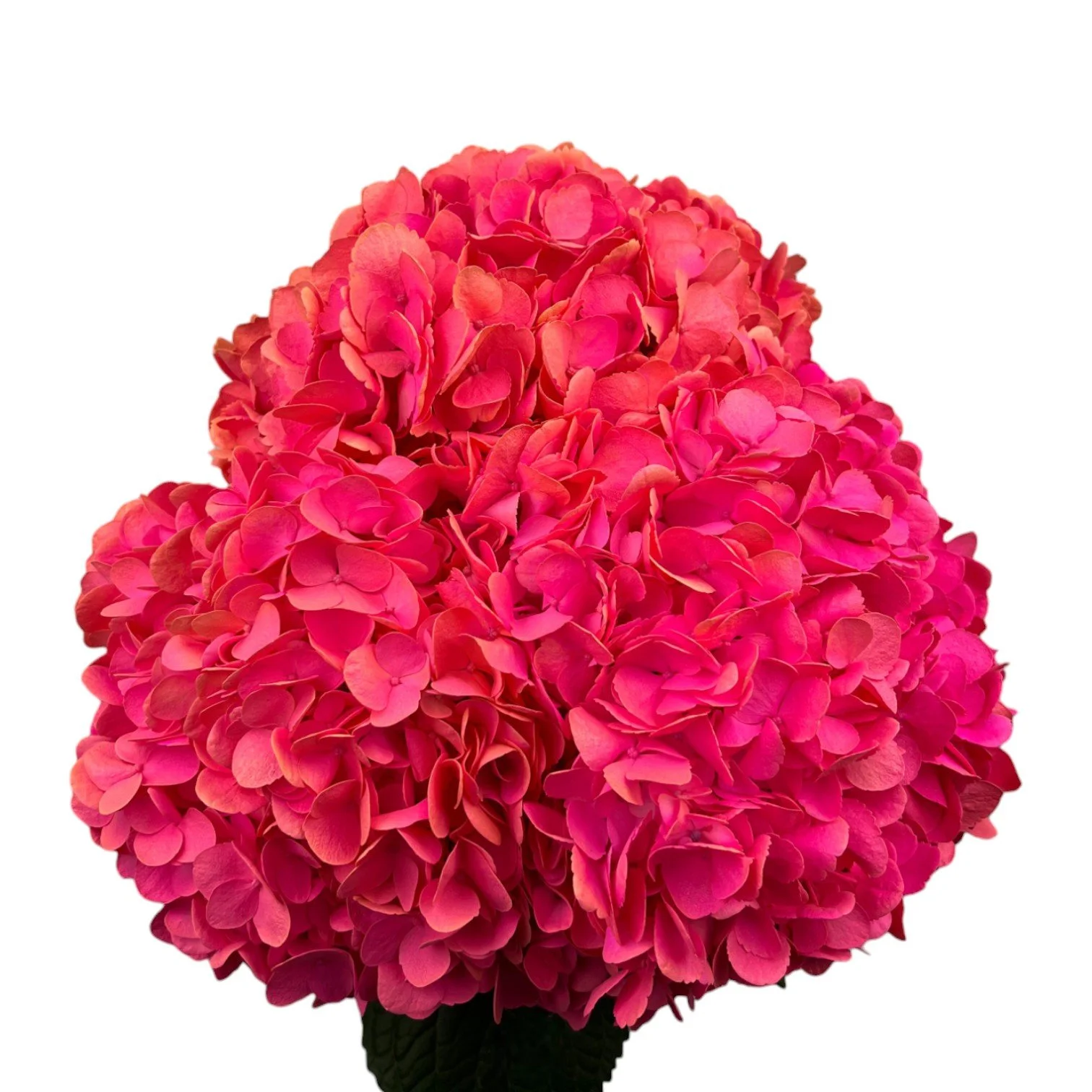 Colombian Hydrangea Catalog — Fresh Gardens